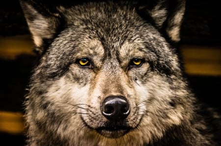 Wolfie - saying, wolf, howling, wolves, black, white, wisdom, timber, canislupus, wallpaper