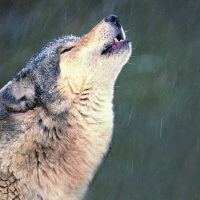 Howling Wolf