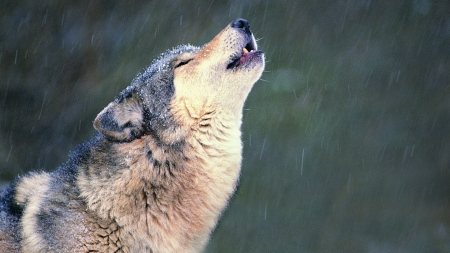 Howling Wolf