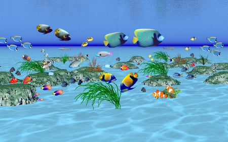 A happy day on the reef - these fish are pretty, reef, blue, fish, anglefish