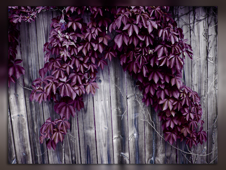 Melancholy Ivy - nature, ivy, plants, bushes