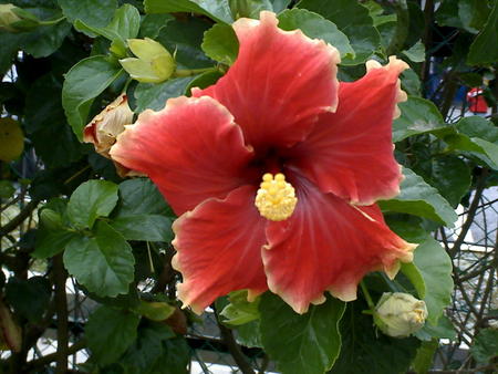 deep red - malaysia national flower