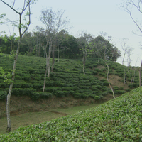 tea gardens of sylhet bangladesh