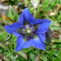 blue flower