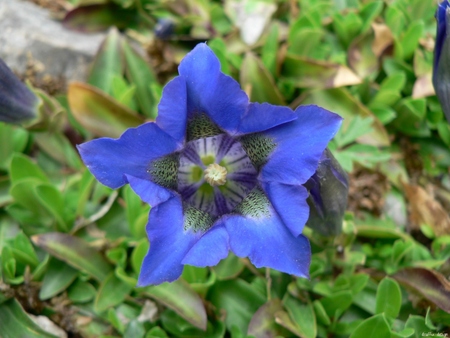 blue flower - flower, blume, wallpaper, druffix, nature, blue