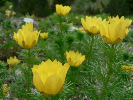 yellow flower 01 - xp, yellow, blue, druffix, windows, blume, flower, vista, flowers, windows vista, nature, wallpaper