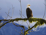 Bald Eagle on a Branch