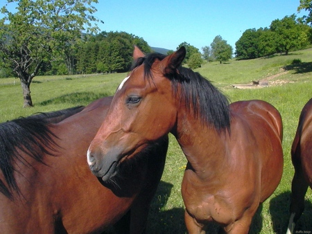 Horses - nature, horse, druffix, animals