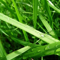 Grass of Rain