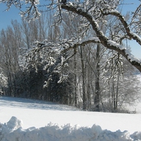 Winter landscape