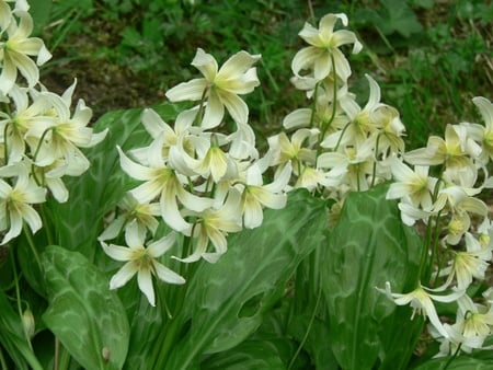 white flowers - white, flower, druffix, flowers, nature