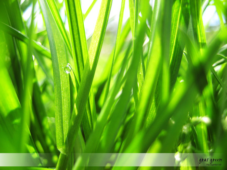 Gras Green - nature, green, garten, rasen, grass, gardening, hausgarten, gras