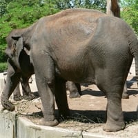 elephants