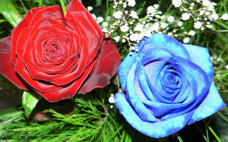 2roses - love you, druffix, roses, red, blue, wds, flowers, rose