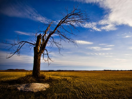 Old and Alone Tree - old alone tree