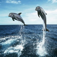 Two Dolphins Jumping