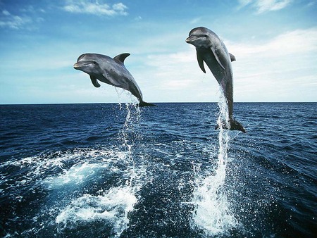 Two Dolphins Jumping - jumping, two dolphins, dolphins