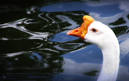 Swan Head - bump, swan, beak