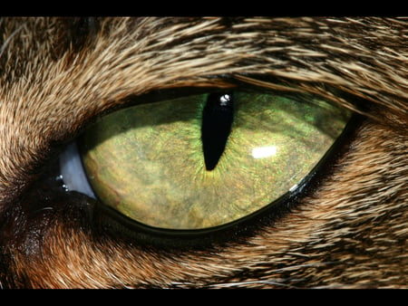 Feline Cat Eye Close Up - feline, eye, cat eye, feline eye, close up