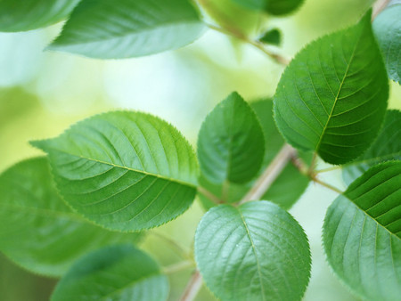 New Leaves of Spring - plant, spring, green leaves