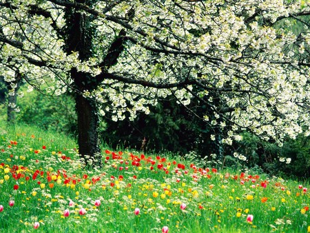 An abundance of flowers - flowers, spring, grass, trees in blossom