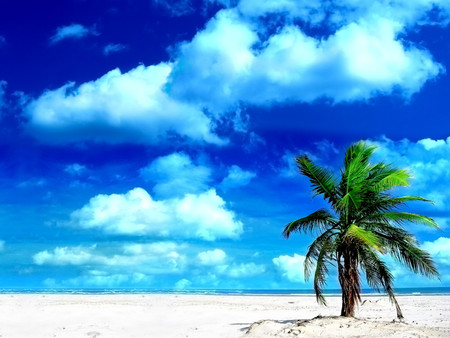 Lone Palm - beaches, beach, sky, palm tree, white sand, wallpaper, blue sky, nature, oceans, clouds, blue, lone palm, new