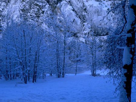 Winter Blues - winter, snow, forest, mountain, blue tones