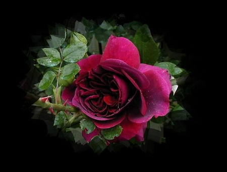 PINK ROSE - love, fresh, buds, symbol, pink, leaves, rose, torn