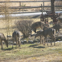 deer in front yard