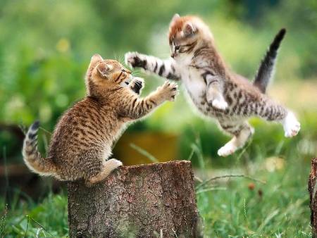 battle of kitten - cats, animal