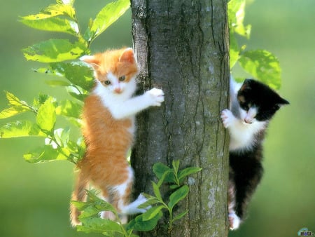 it is to high from here - it is to high from here, animals-cats-2kittys