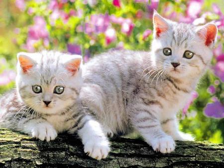 We are twins - we are twins, animals-cats-grey cats