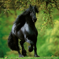 Black Horse