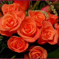 Orange roses