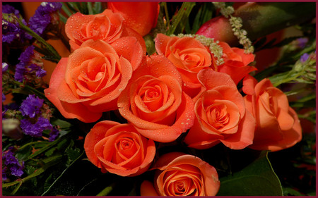 Orange roses - flowers, roses