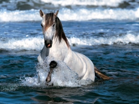 Take a shower - horse, animal, stallion, cavalo, shower