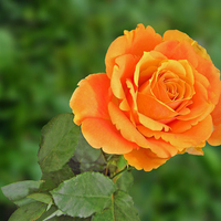 Orange rose