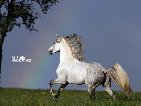 Running Free - cavalo, stallion, animal, horse