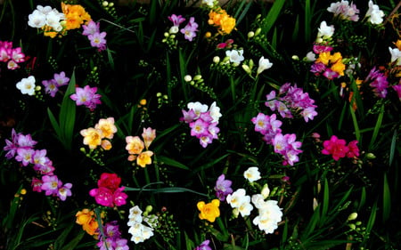 Flowers - colors, flowers