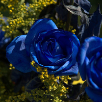 Blue Roses