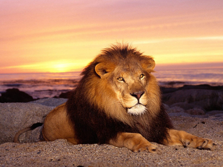 Lion Sitting By Beach - skies, beach, cats, lion, animals