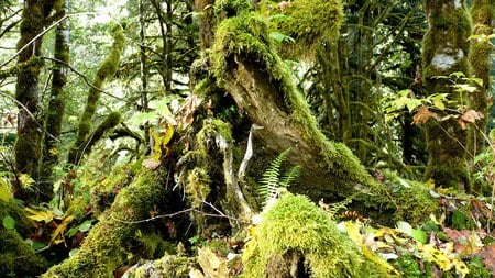 Mossy Stump - forest, moss, mountains, washington, tree, widescreen, green