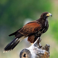 harris hawk