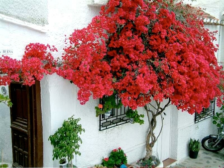 spain house - spain, flowers, house