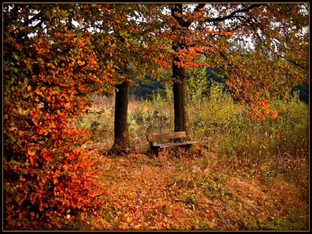 Bank   after walking  - bench, walking, bank, autumn