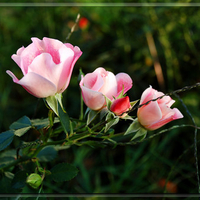 Pink roses