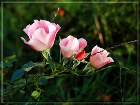 Pink roses - flowers, roses