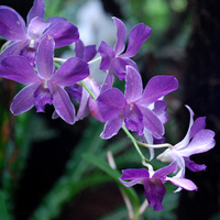 Purple orchids