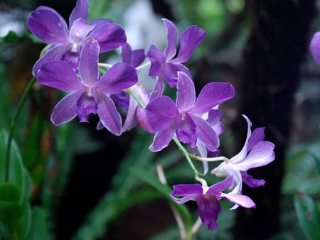 Purple orchids - orchids, flowers