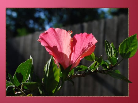 Pink rose - flowers, roses